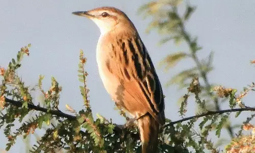 चपराला अभयारण्य में दिखी धारीदार घासचिड़िया