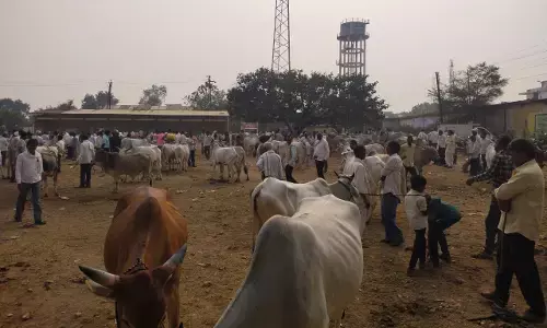 गौवंश की संख्या घटी, कृउबास के राजस्व को पहुंचा नुकसान