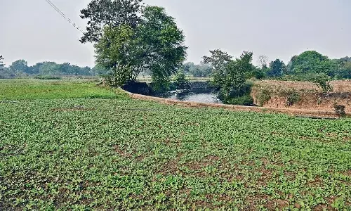 नाले के पानी से उपजी सब्जियों में धोने के बाद भी बचे रह जाते हैं विषैले तत्व