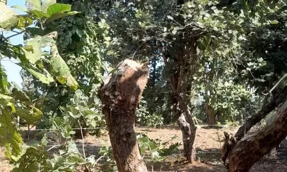 बगैर लाइसेंस घरों से संचालित हो रहे फर्नीचर के अवैध कारखाने, वन विभाग की मिलीभगत के कारण सागौन विहीन हो रहा जंगल