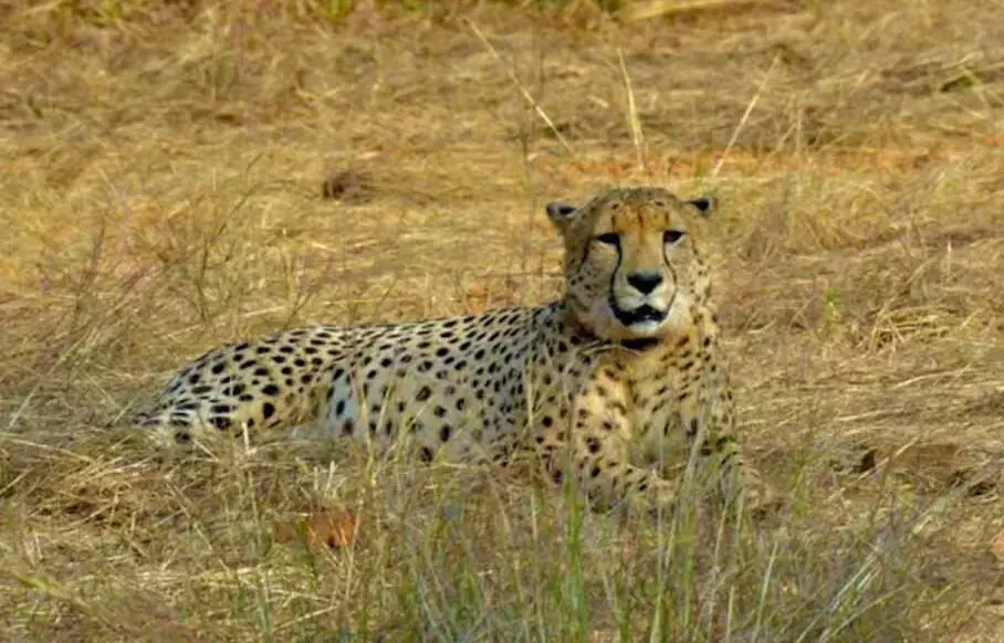 मुख्यमंत्री डॉ. यादव अंतर्राष्ट्रीय चीता दिवस पर कूनो में 3 चीते छोड़ेंगे जंगल में मुख्यमंत्री डॉ. यादव अंतर्राष्ट्रीय चीता दिवस पर कूनो में 3 चीते छोड़ेंगे जंगल में