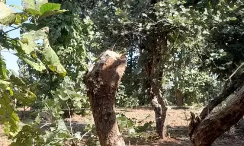बगैर लाइसेंस घरों से संचालित हो रहे फर्नीचर के अवैध कारखाने, वन विभाग की मिलीभगत के कारण सागौन विहीन हो रहा जंगल