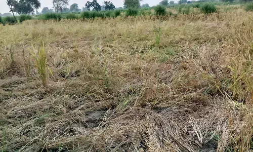 भंडारा के 16 हजार प्रभावित किसान मुआवजे की प्रतीक्षा में