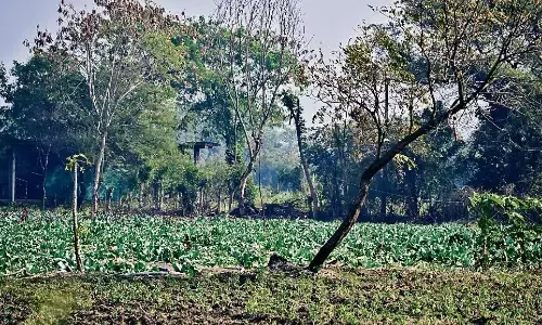 कठौंदा और अमखेरा के बीच से गुजर रहा कवर्ड नाला, सिंचाई में इस्तेमाल हो रहा इसी का पानी कठौंदा और अमखेरा के बीच से गुजर रहा कवर्ड नाला, सिंचाई में इस्तेमाल हो रहा इसी का पानी