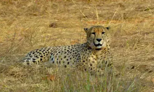 मुख्यमंत्री डॉ. यादव अंतर्राष्ट्रीय चीता दिवस पर कूनो में 3 चीते छोड़ेंगे जंगल में