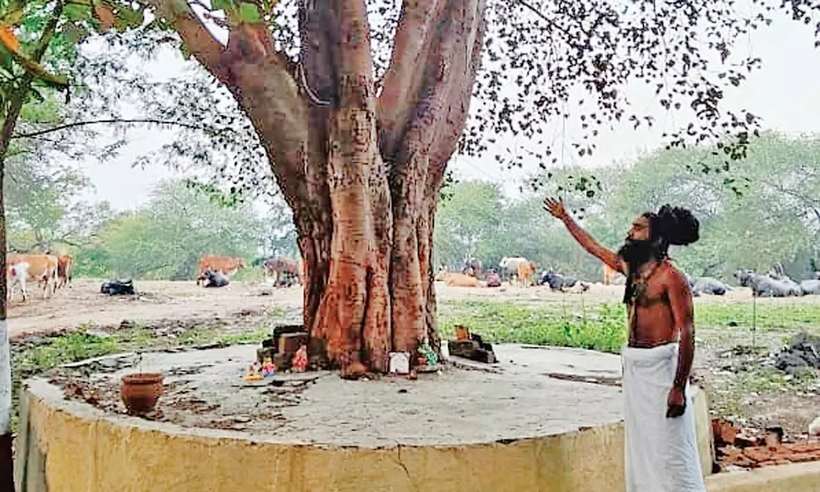 नासिक के कुंभ में12 साल पहले भी संतों-लोगों ने बचाए थे 200 पेड़