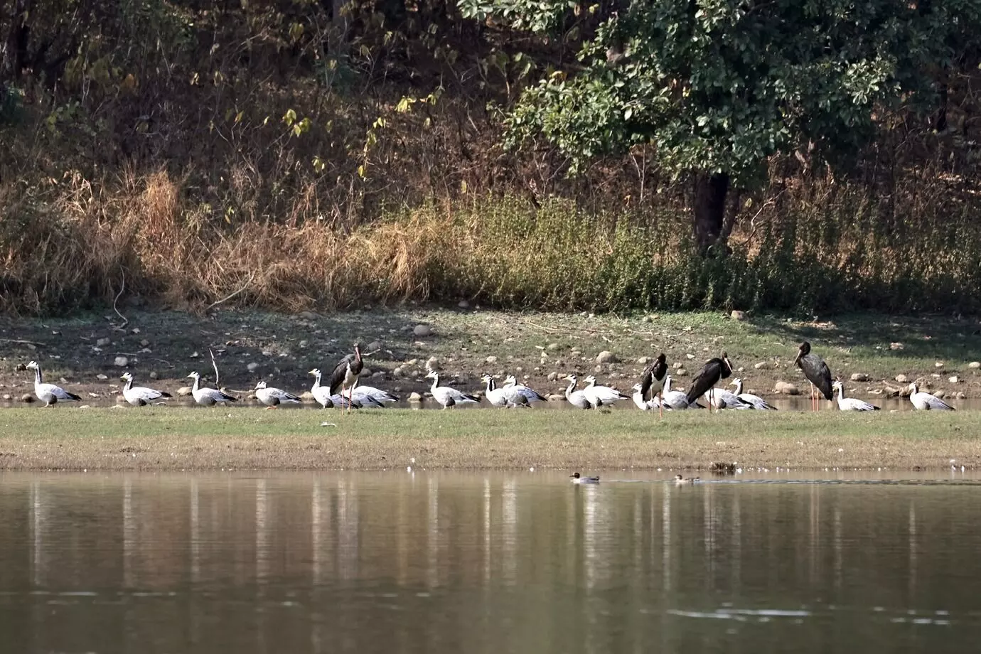 शुरू हुआ विंटर माइग्रेशन, नागपुर में विदेशी पक्षियों की दस्तक