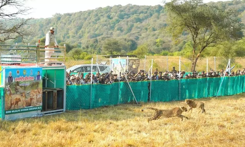 मुख्यमंत्री डॉ. यादव ने प्रदेशवासियों को अंतरराष्ट्रीय चीता दिवस की दीं शुभकामनाएं