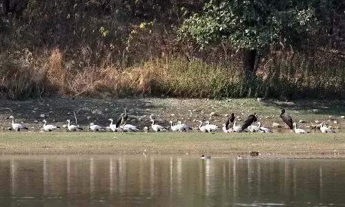 शुरू हुआ विंटर माइग्रेशन, नागपुर में विदेशी पक्षियों की दस्तक