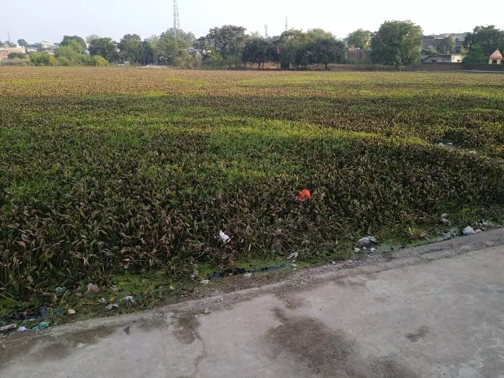 पन्ना के महाराज सागर तालाब का अस्तित्व खतरे में, चोई की गिरफ्त में ऐतिहासिक जलस्त्रोत