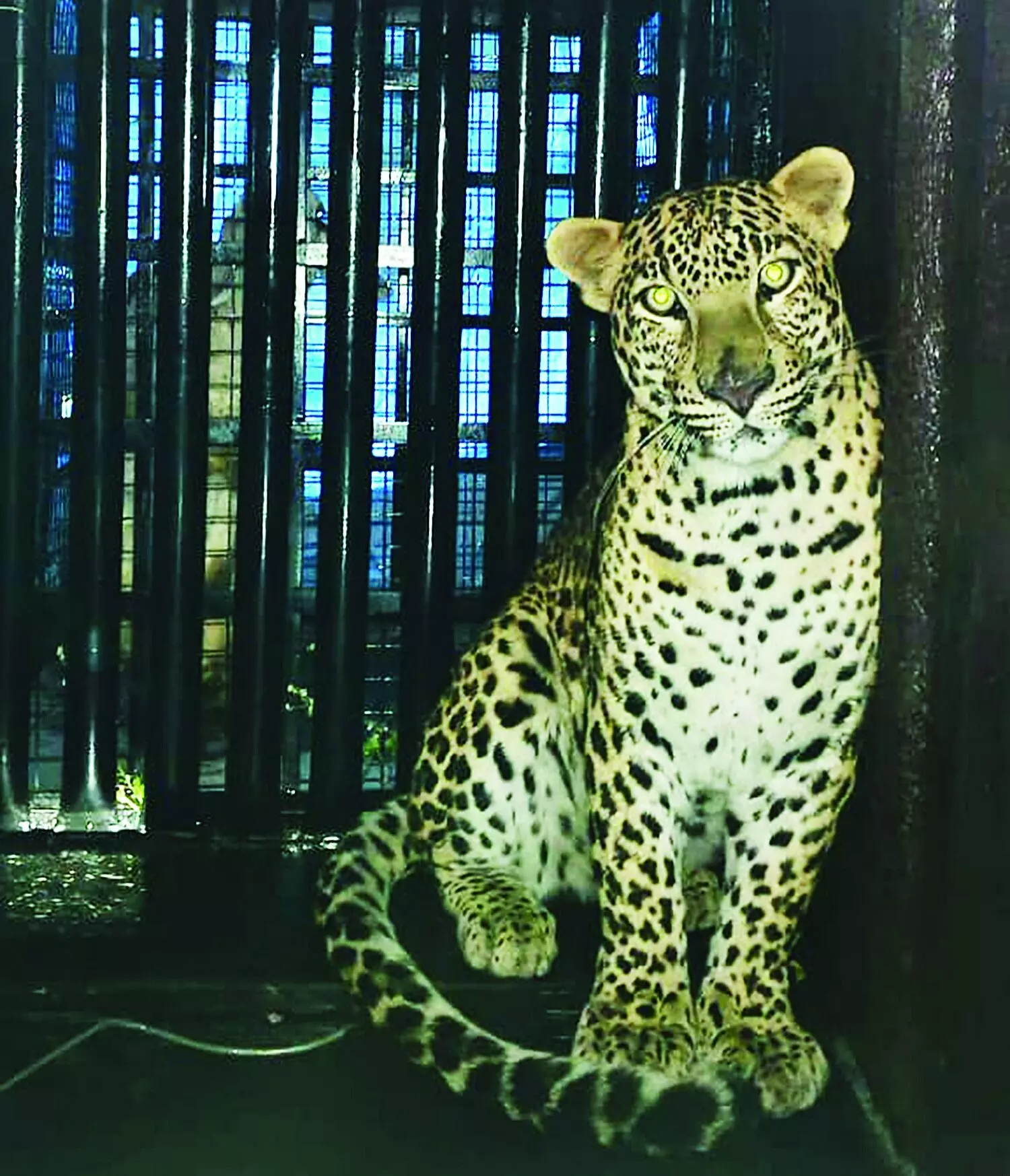 शिरूर में एक ही दिन पकड़े गए तीन तेंदुए शिरूर में एक ही दिन पकड़े गए तीन तेंदुए