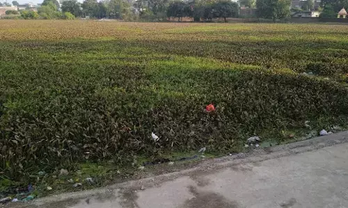 पन्ना के महाराज सागर तालाब का अस्तित्व खतरे में, चोई की गिरफ्त में ऐतिहासिक जलस्त्रोत पन्ना के महाराज सागर तालाब का अस्तित्व खतरे में, चोई की गिरफ्त में ऐतिहासिक जलस्त्रोत