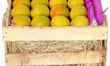 ‘जुन्नर गोल्ड आम को केंद्र सरकार से फार्मर्स वैरायटी की मिली मान्यता