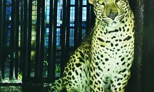 शिरूर में एक ही दिन पकड़े गए तीन तेंदुए