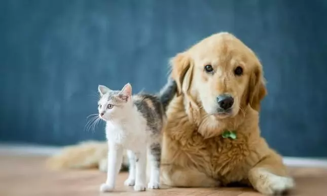 क्या आपके घर में भी पेट्स हैं? अगर हां तो जान लीजिए केयर करने का सही तरीका, कभी नहीं पड़ेंगे बीमार क्या आपके घर में भी पेट्स हैं? अगर हां तो जान लीजिए केयर करने का सही तरीका, कभी नहीं पड़ेंगे बीमार