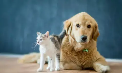 क्या आपके घर में भी पेट्स हैं? अगर हां तो जान लीजिए केयर करने का सही तरीका, कभी नहीं पड़ेंगे बीमार