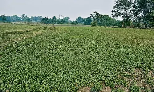 नाले किनारे उग रहीं सब्जियों से 25 किमी का दायरा सबसे ज्यादा प्रभावित