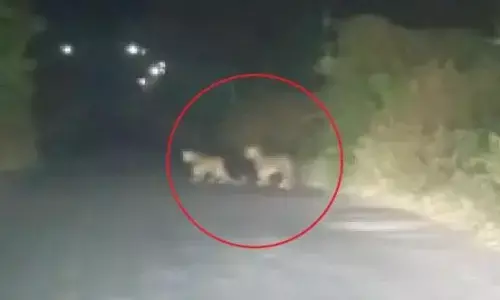 फिर दिखे तेंदुए, इलाके में दहशत का माहौल - किसानों ने वन विभाग से की सुरक्षा व्यवस्था का बदोबस्त करने की मांग फिर दिखे तेंदुए, इलाके में दहशत का माहौल - किसानों ने वन विभाग से की सुरक्षा व्यवस्था का बदोबस्त करने की मांग