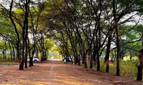 एनजीटी की तपोवन में पेड़ कटाई पर 15 जनवरी तक रोक एनजीटी की तपोवन में पेड़ कटाई पर 15 जनवरी तक रोक