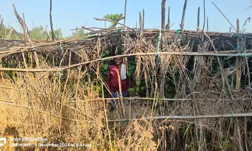 जंगली सुअर व बंदर फसलों को पहुंचा रहे नुकसान