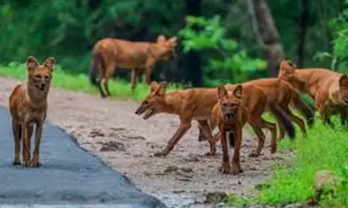 जंगली श्वानों ने तीन माह में 24 बछड़ों का किया शिकार जंगली श्वानों ने तीन माह में 24 बछड़ों का किया शिकार