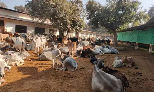 श्री विद्यासागर गौ संवर्धन समिति में गौवंश की सुरक्षा के लिए सदैव तत्पर