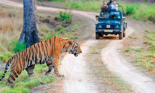 अब जंगल सफारी महंगी, फिर भी हाउसफुल अब जंगल सफारी महंगी, फिर भी हाउसफुल