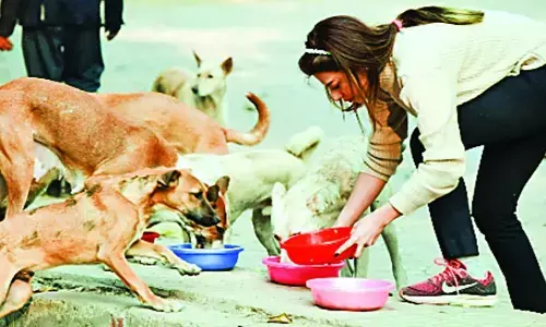 अब आवारा कुत्तों को खाना खिलाने वालों को करना होगा आवेदन अब आवारा कुत्तों को खाना खिलाने वालों को करना होगा आवेदन