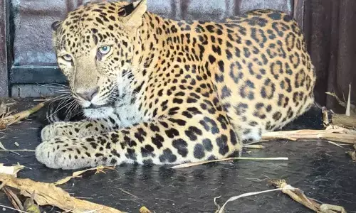 पिंजरे में फंसी मादा तेंदुआ, सुरक्षित रेस्क्यू पिंजरे में फंसी मादा तेंदुआ, सुरक्षित रेस्क्यू