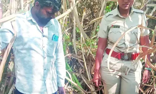 दौंड तहसील में नहीं थम रहा तेंदुओं का आतंक दौंड तहसील में नहीं थम रहा तेंदुओं का आतंक