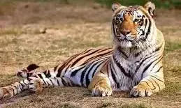 टाइगर रिजर्व के कोर क्षेत्र में पर्यटक अभी भी मोबाइल के साथ कर रहे प्रवेश