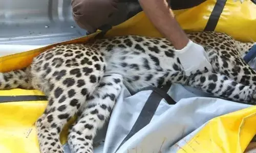 पारडी में दिन भर तलाशते रहे, नहीं दिखा तेंदुआ पारडी में दिन भर तलाशते रहे, नहीं दिखा तेंदुआ