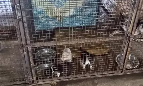 नसबंदी के लिए पकड़े गए श्वान डॉक्टर के न आने से पखवाड़ेभर से पिंजरा बंद नसबंदी के लिए पकड़े गए श्वान डॉक्टर के न आने से पखवाड़ेभर से पिंजरा बंद