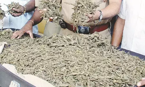 शिरपुर तहसील के सटे जंगल में हो रहा नशे की खेती का धड़ल्ले से कारोबार