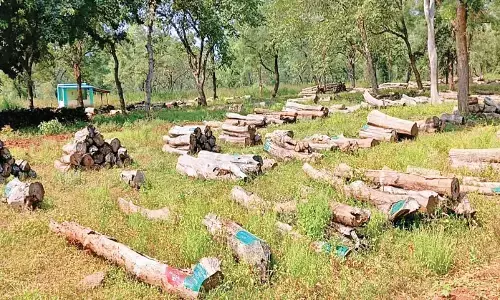 लकड़ी ई-नीलामी प्रक्रिया में भारी अनियमितता का आरोप