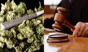 रावेत, हिंजवड़ी, चाकण में गांजा बिक्री के मामले में तीन गिरफ्तार