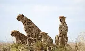 तेंदुए बने पुलिस प्रशासन के लिए सिरदर्द