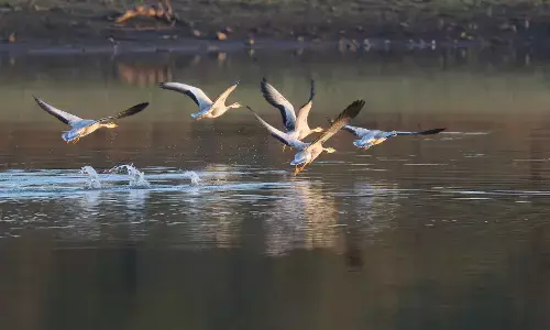 तालाबों पर देखने मिल रहे पट्‌ट कदम हंस , संख्या हुई कम