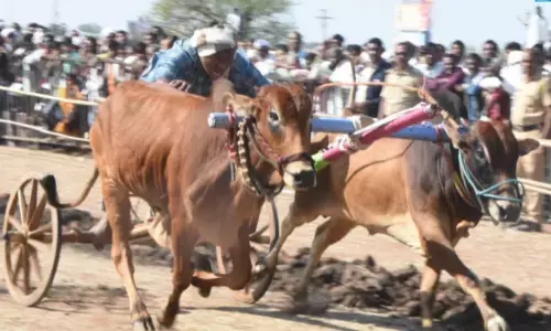 मालेगांव यात्रा में शंकरपट का रोमांच, 38 बैल जोड़ों की ताकत का प्रदर्शन, तीव्र दौड़ में गूंजते रहे जयकारे