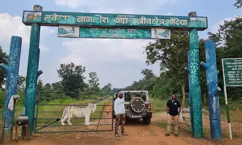 अब नवेगांव-नागझिरा प्रकल्प के सभी अधिकार वन्यजीव विभाग के पास