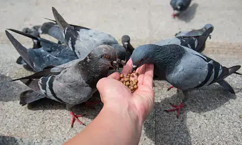 बांद्रा मजिस्ट्रेट कोर्ट ने दादर निवासी पर कबूतरों को दाना खिलाने पर 5 हजार रुपए का लगाया जुर्माना