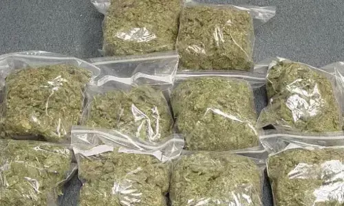 ट्रक में छिपाकर ओडिशा से मप्र ला रहे थे 599 किलो गांजा, STF ने पकड़ा