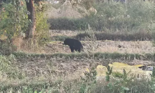 भंडारा के लाखोरी परिसर में नजर आए तीन-तीन भालू