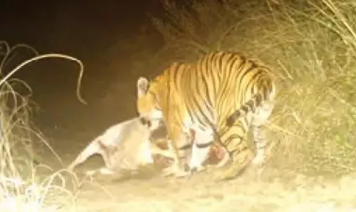 गारकाभोंगा परिसर में ट्रैप कैमरे में कैद हुआ बाघ