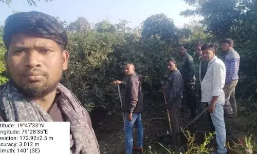 इधर वनराज, उधर नागराज : आमडी के खेत परिसर में नजर आया बाघ,  उपजिला अस्पताल में घुस आया कोबरा