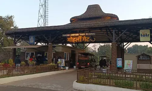 ताड़ोबा में 21 पर्यटकों के पास मिले फर्जी आधार कार्ड