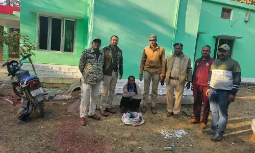 मोहंद्रा में जंगली सुअर के शिकार में लिप्त आरोपी गिरफ्तार, वन विभाग की टीम ने हथगोले भी किए जप्त