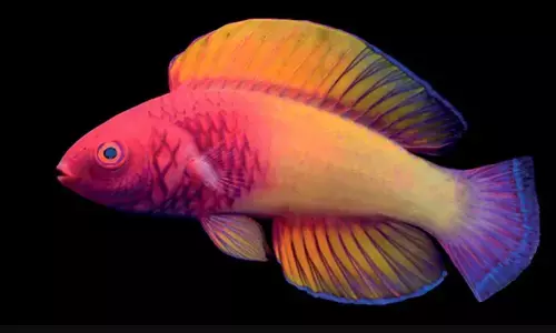 गिरगिट की तरह मछलियां बदलती हैं अपना रंग! जानें इस अलग तरह की मछली के बारे में