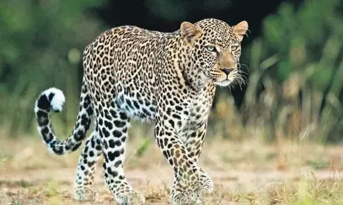 कर्मचारी आवास का दरवाजा फांदकर आंगन में पहुंचा तेंदुआ परिवार दहशत में