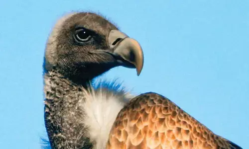 पेंच से उड़कर नाशिक में भगवान हनुमान की जन्मस्थली के पास पहुंचा जटायु, एलबीवी एबी1 गड़चिरोली में दिखा